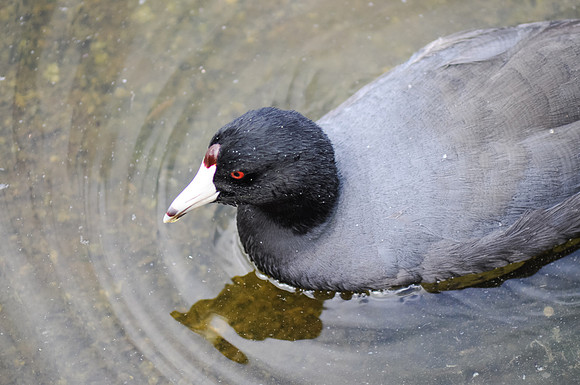 coot