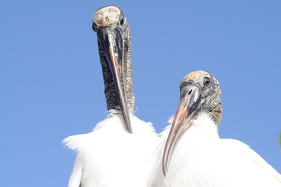 mom and pop wood stork