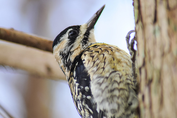 yellow-bellied sap-sucker
