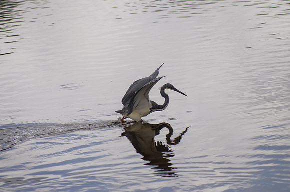 Tri-colored Heron