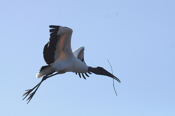 Wood Stork with nesting materials