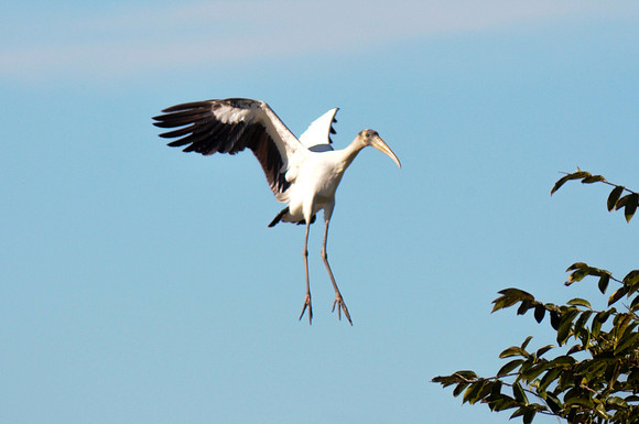 Wood Stork