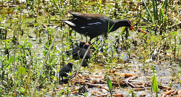 Common Moor Hen with babies