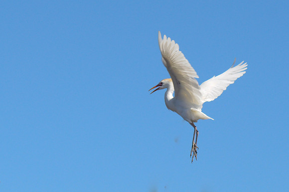 cattle egret