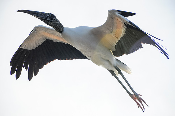 Wood Stork