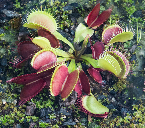 Venus Flytrap