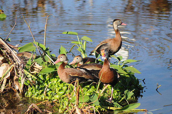 Black-bellied Whistling-duck