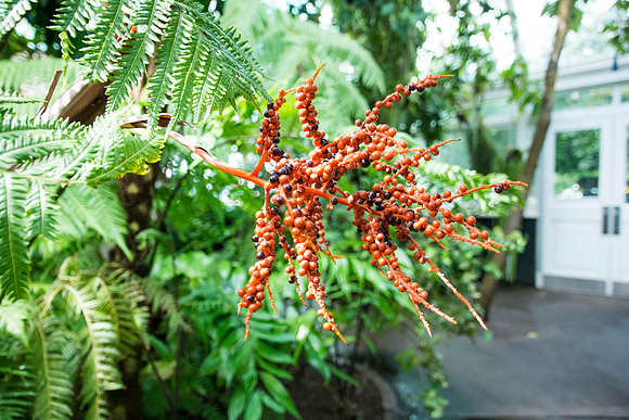 BLECHNUM GLANDULOSUM