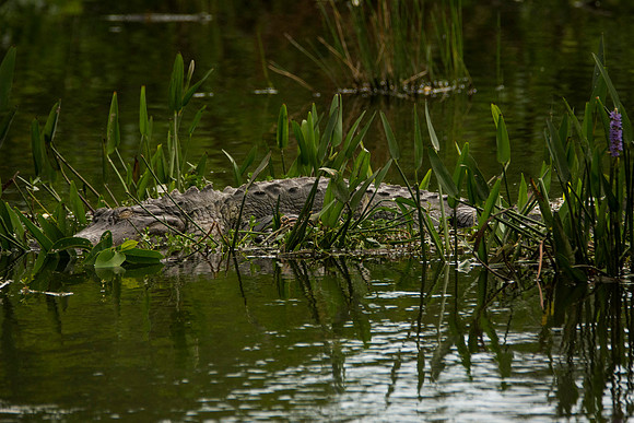 Alligator