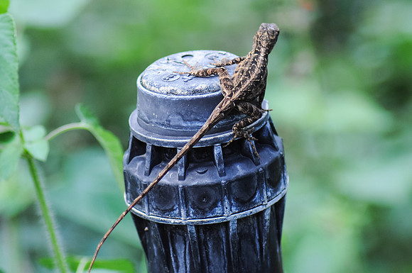 Gecko