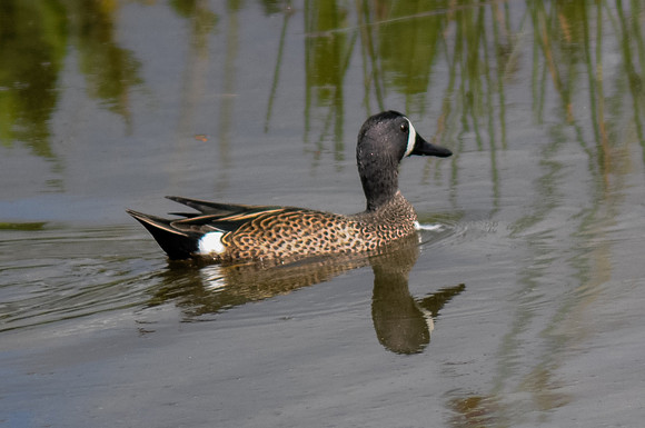Blue-winged Teal