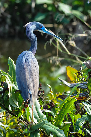 Little Blue Heron
