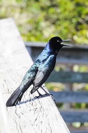 Boat Tailed Grackle