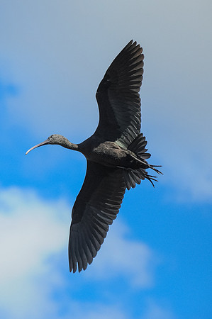 Glossy Ibis
