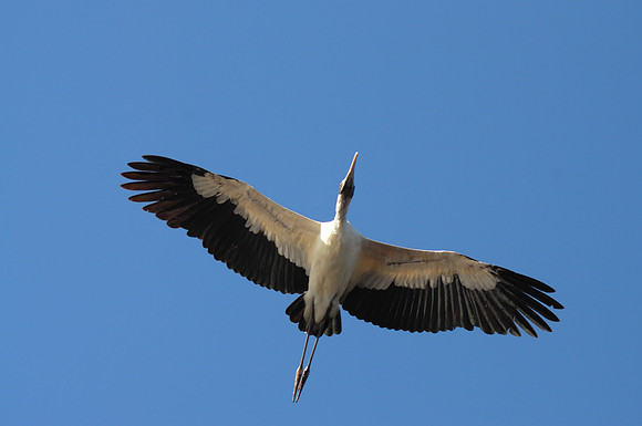Wood Stork