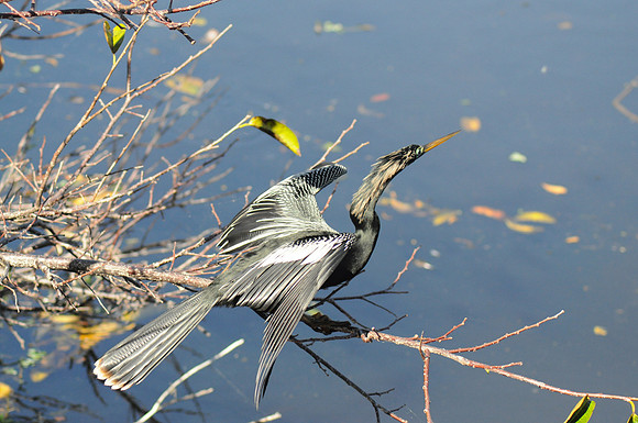 Anhinga