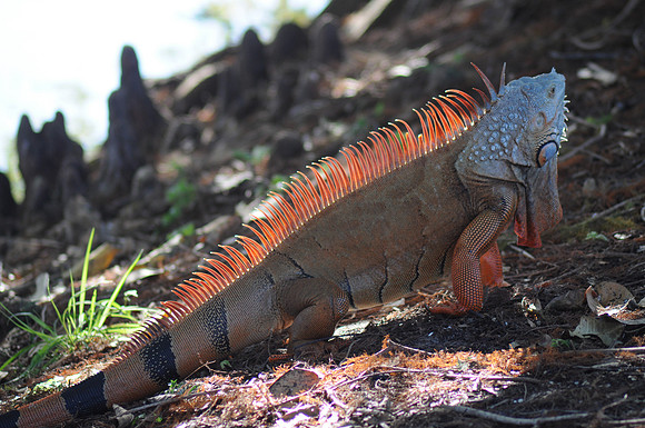 Iguana