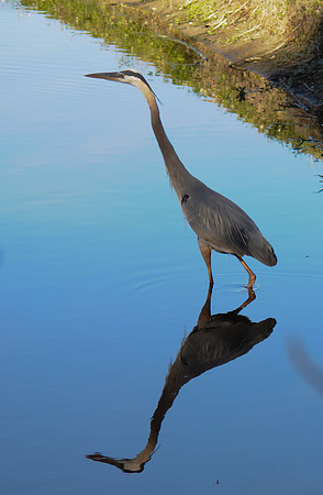 Great Blue Heron
