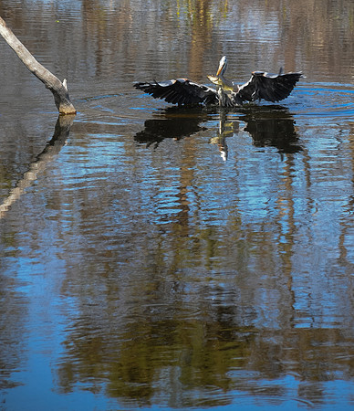 Lunch for the Great Blue Heron