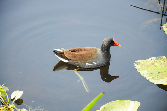 Common Moor Hen