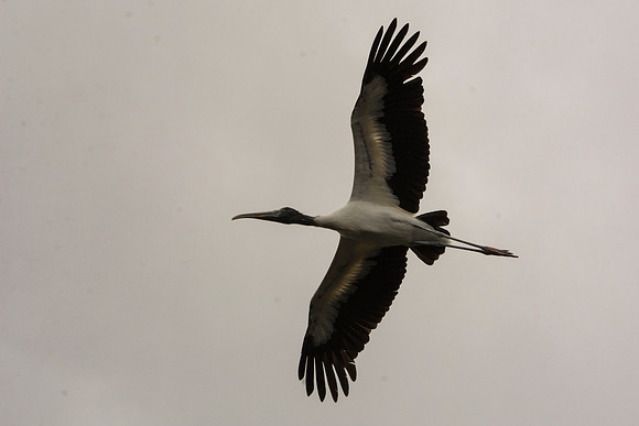20170417_Wakodahatchee-261