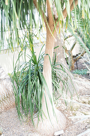 pony tail palm-bottle palm3