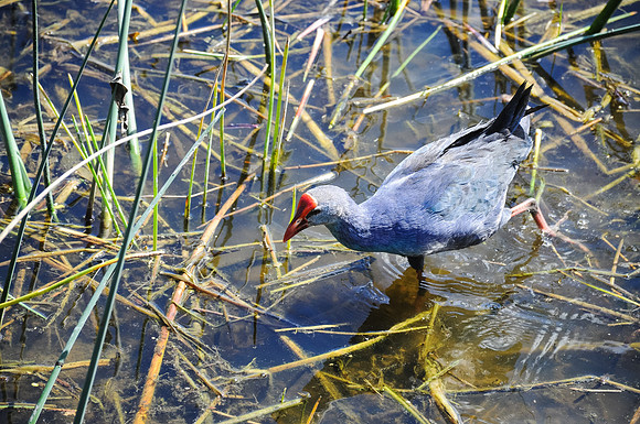 swamp hen