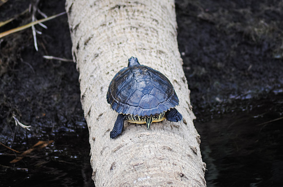 Turtle